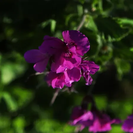 U Liamone ホテル *