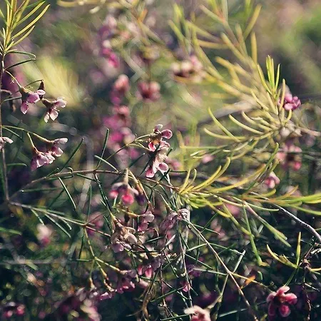 U Liamone Hotell Saint-Florent (Corsica)