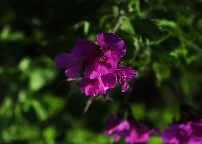 U Liamone מלון *